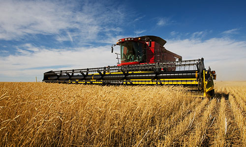 A red and yellow combine harvester in the middle of a field.