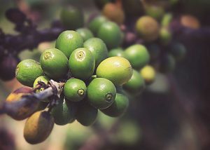 A close up of green berries on a tree