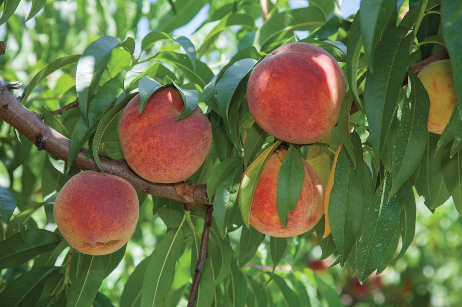 A peach tree with several peaches hanging from it.