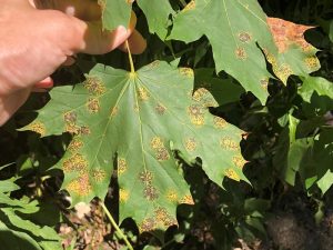 Unsightly black spots on maple leaves won’t harm trees - DuPage County ...