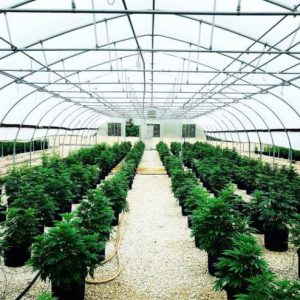 A greenhouse filled with lots of green plants.