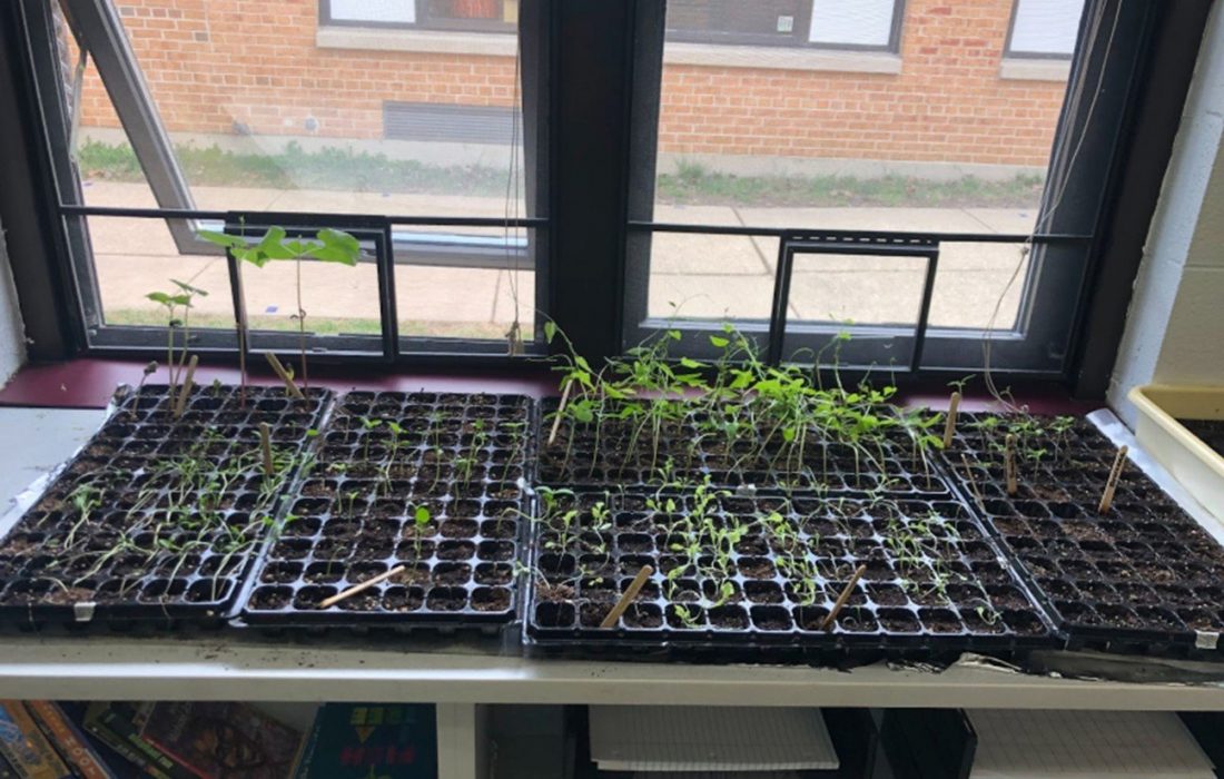 plants-growing