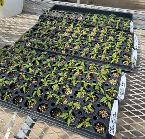 A tray of plants that are on the ground.