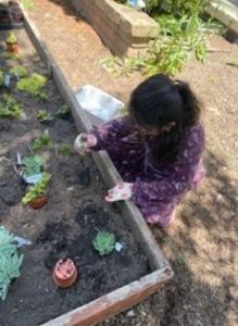 A girl in purple shirt digging dirt on ground.