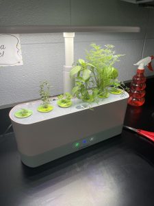 A table with some plants growing in it