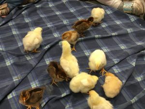 A group of baby chickens on a blanket.