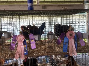 A cage filled with lots of chickens and ribbons.