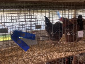 A couple of chickens in a cage with ribbons around them.